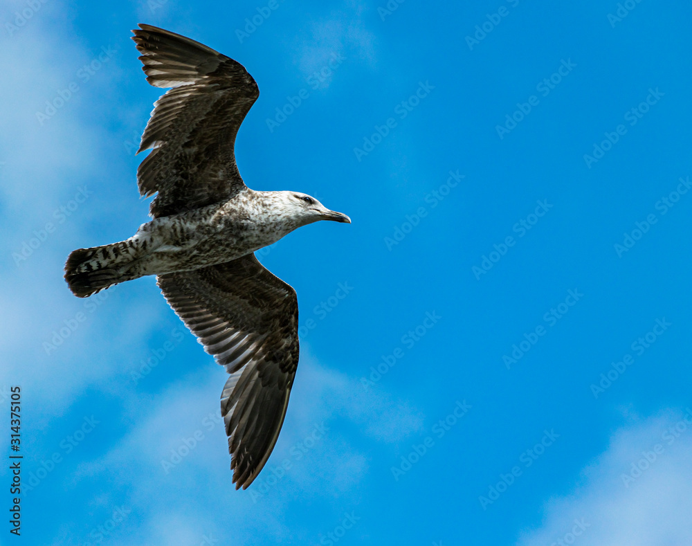 Obraz premium Southern Black Backed Gull