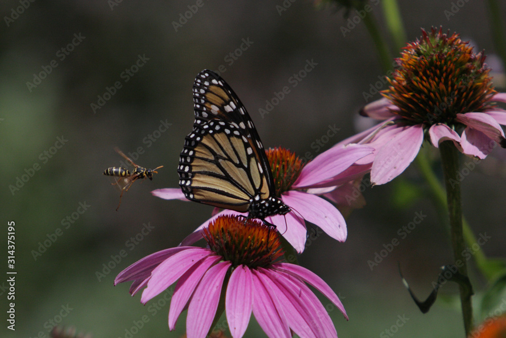 butterfly on a flower with Wasp butterfly on a flower with Wasp