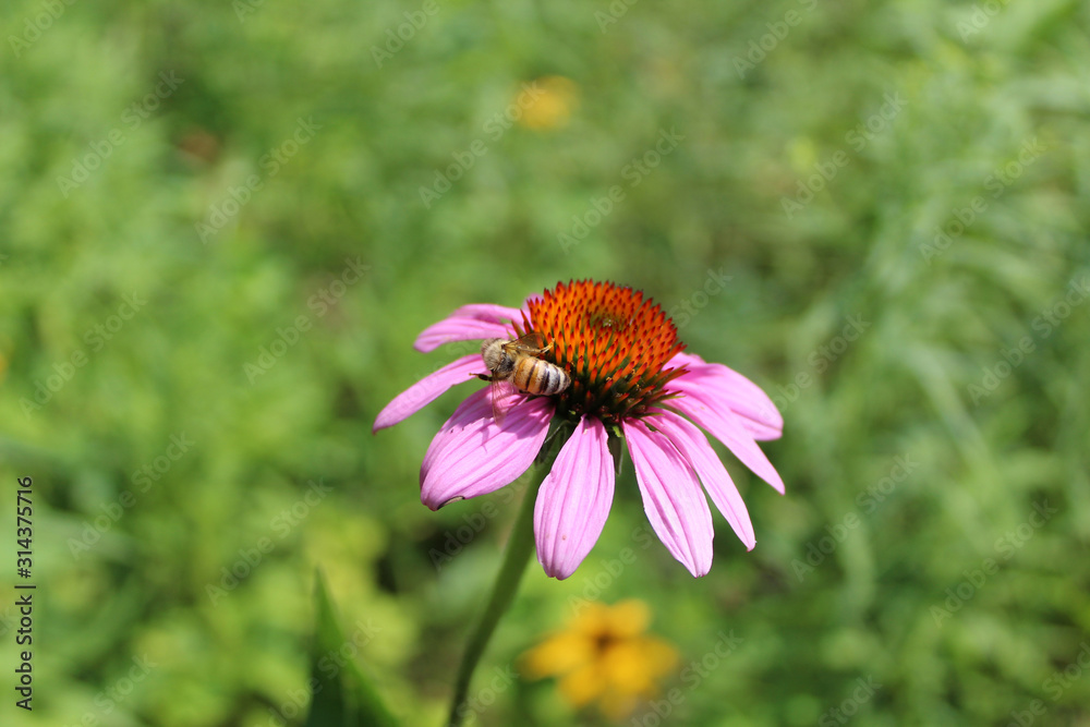 Honeybee feeding on a purple coneflower at Morton Grove, Illinois' Linne Woods restored prairie Honeybee feeding on a purple coneflower at Morton Grove, Illinois' Linne Woods restored prairie