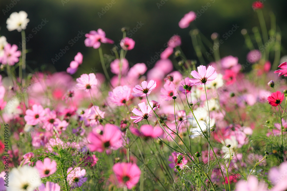 Beautiful Cosmos Flower in the Garden