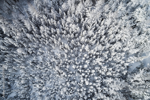 Aerial view of a winter snow covered pine forest in winter scenery