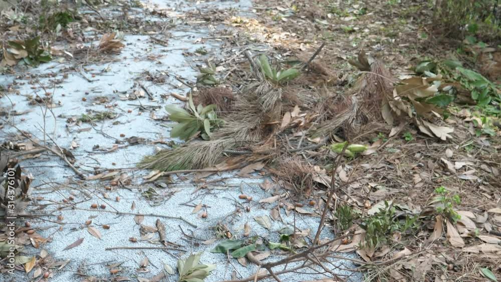 Scattered withered leaves, broken branches and twigs of trees Scattered withered leaves, broken branches and twigs of trees