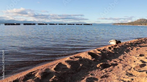 Wallpaper Mural Scenic overlook Lake Tahoe from the shores with mountains. Torontodigital.ca