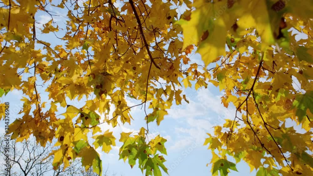 yellow maple leaves sway in the wind. Against blue sky, ray of sunshine shines through foliage. Autumn warm sunny day yellow maple leaves sway in the wind. Against blue sky, ray of sunshine shines through foliage. Autumn warm sunny day
