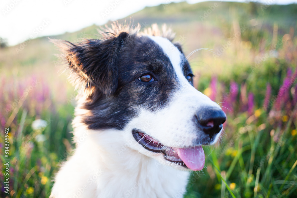 cute shepherd dog in a beautiful spring landscape