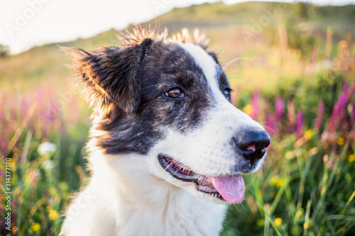 cute shepherd dog in a beautiful spring landscape © Melinda Nagy
