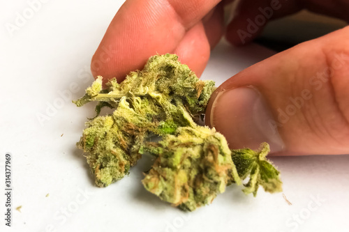 Small dried cannabis inflorescence. Dope marijuana from hemp inflorescences.