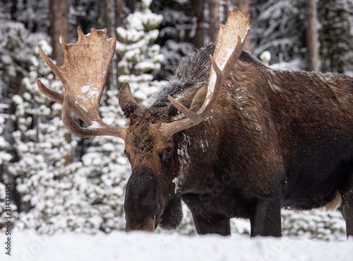 Moose in Snow in Jasper Canada 