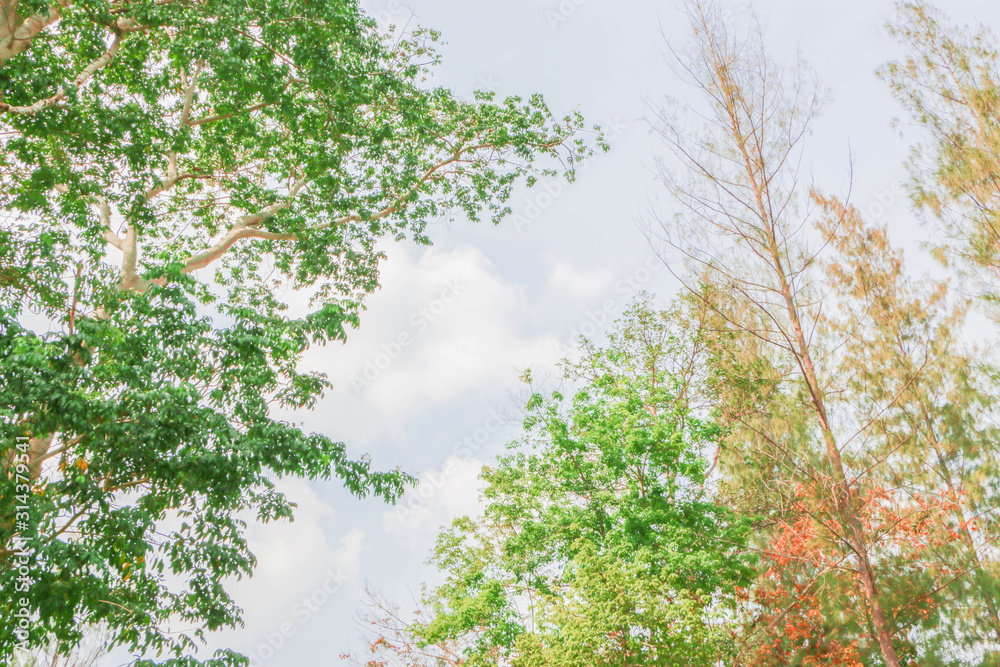 Fototapeta premium View from bottom to top of tall trees and sky