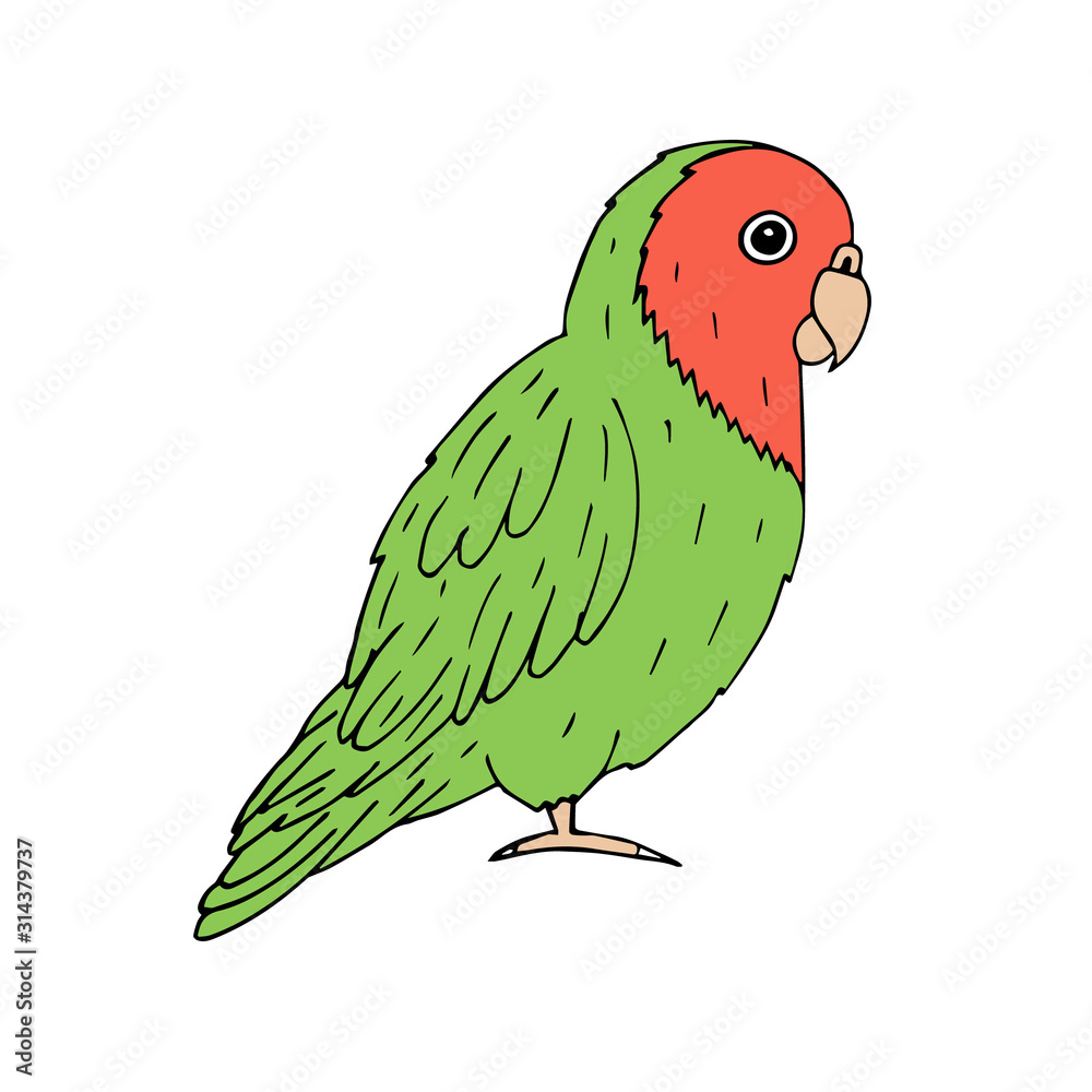 Vector hand drawn doodle sketch green lovebird parrot isolated on white background