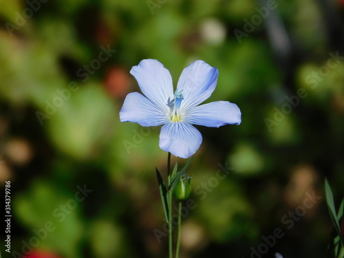 Solitaria flor violeta del jardin