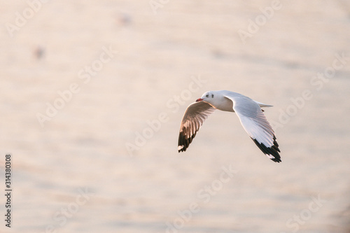 seagull in flight sunset 