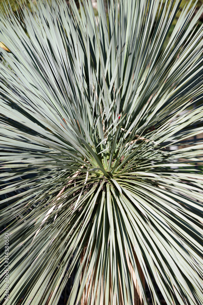 Obraz premium Full frame close-up top view of the foliage of a pindo palm
