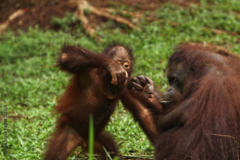 Naklejka premium Toast