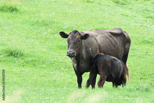 Black Cow and Calf