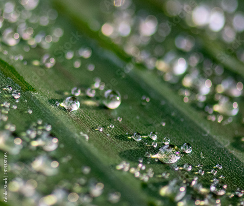 water drops on green leave