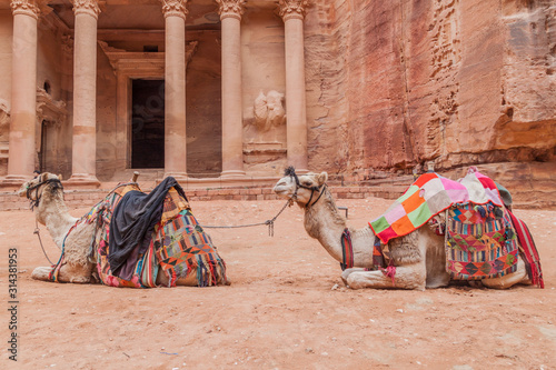 Camels in front of the Al Khazneh temple (The Treasury) in the ancient city Petra, Jordan