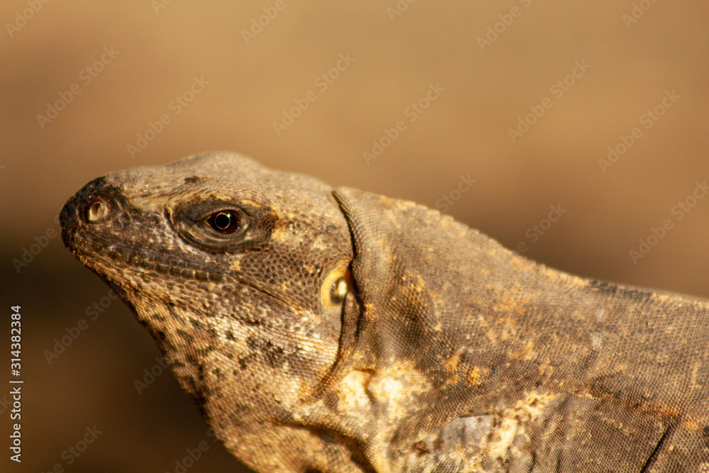 Obraz premium closeup of a lizard