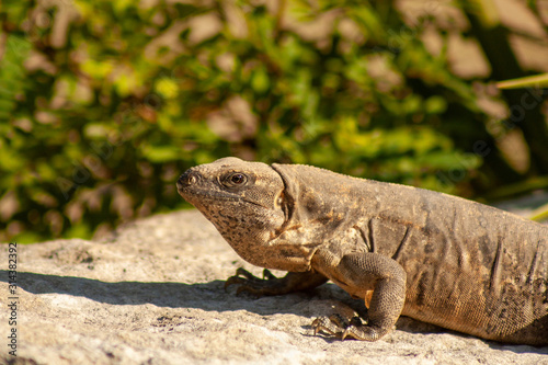 iguana on rock