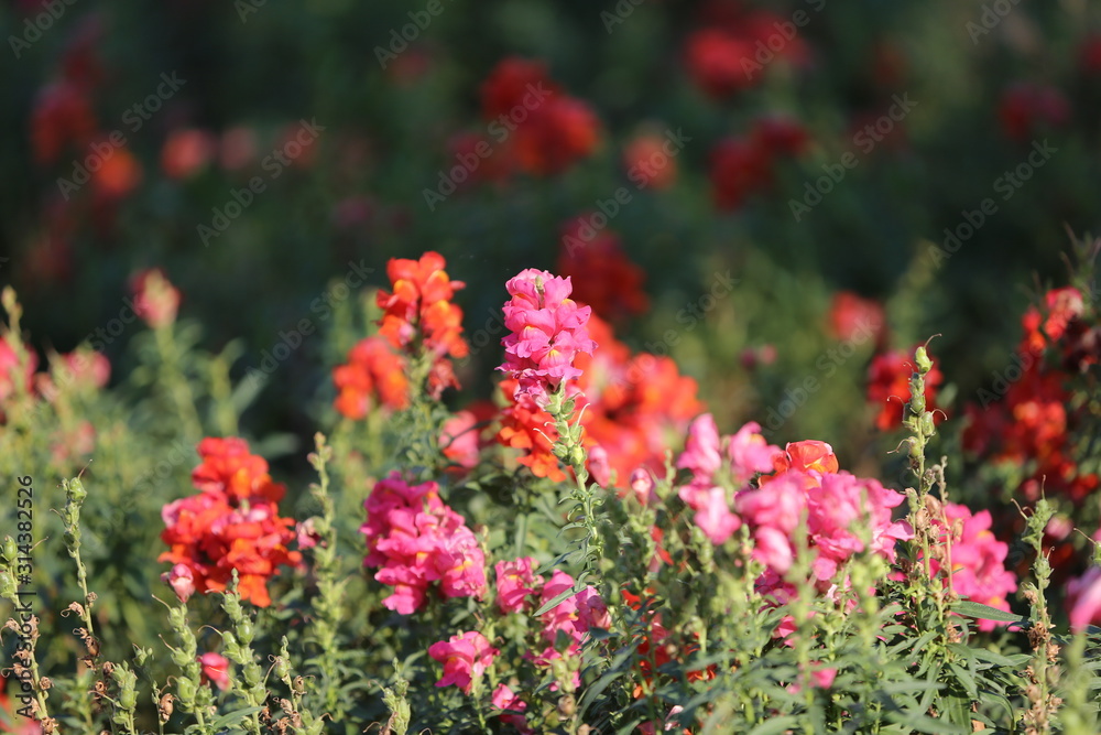 red flowers in garden red flowers in garden