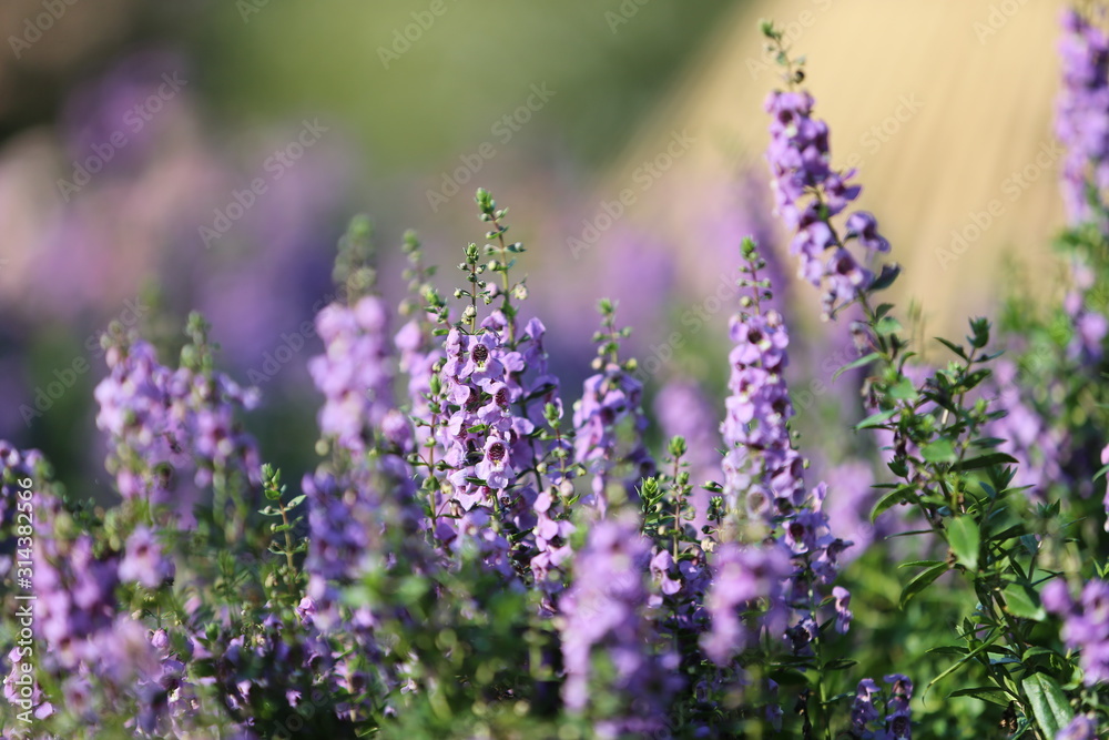 Naklejka premium purple flowers in field