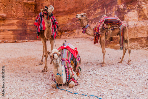 Camels in the ancient city Petra, Jordan © Matyas Rehak