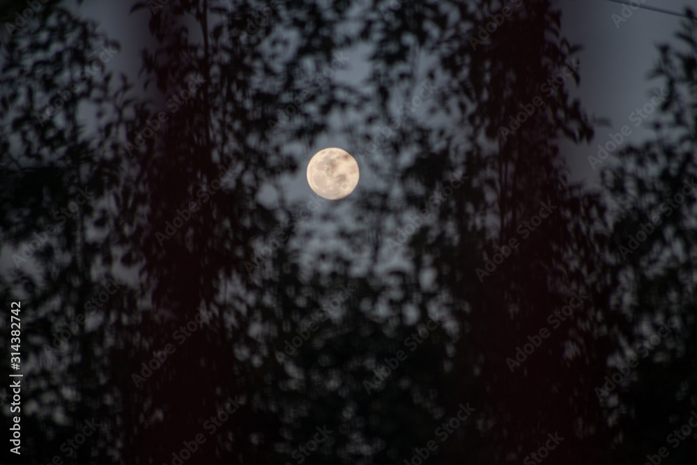 Naklejka premium full moon in the sky