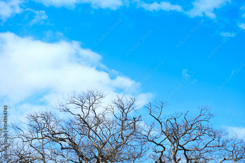 dead tree on the blue sky background - Environmental and global warming concepts dead tree on the blue sky background - Environmental and global warming concepts
