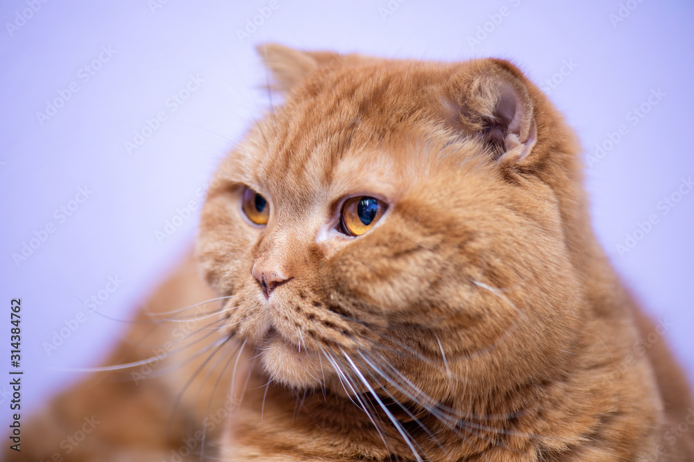 portrait of a cat portrait of a cat
