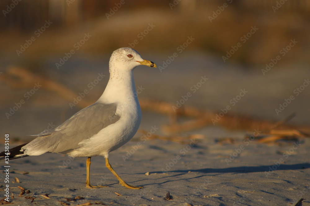 Fototapeta premium seagull on the beach