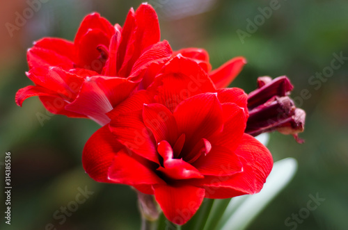 Amaryllis Mandela in bloom, closeup