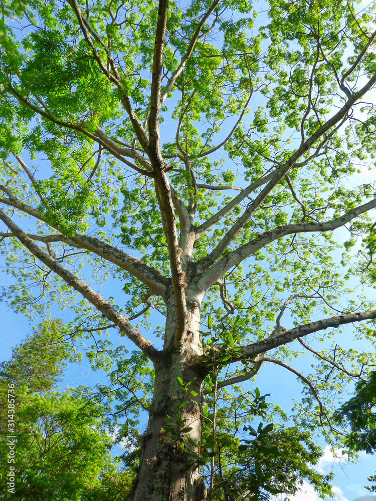 Fototapeta premium Ceiba Tree