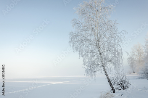 Birch on the shore of a frozen lake in the winter fog.A tree with frost on its branches.
