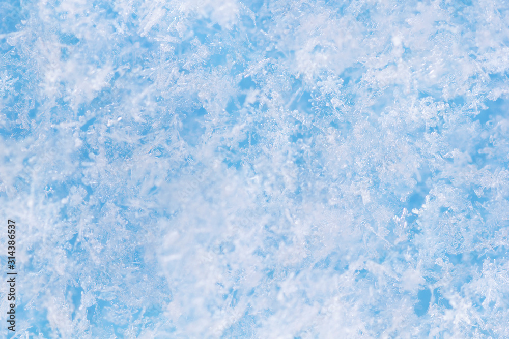 Background from crystal clear real snowflakes in blue and turquoise shades in macro. Christmas and New Year winter background of natural ice snowflakes close-up.