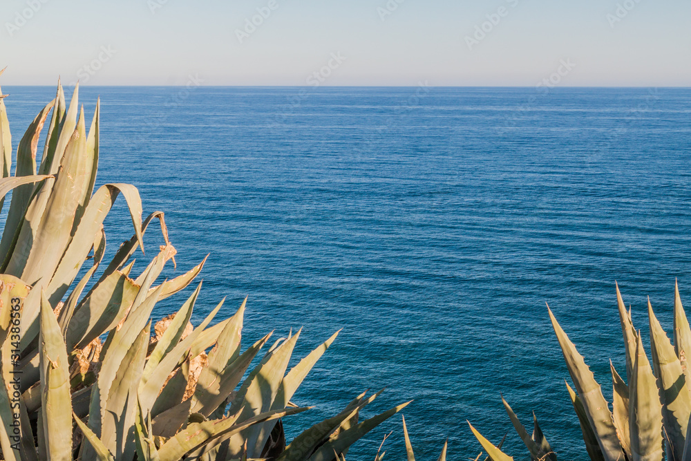 Agave plants and the sea near Lagos, Portugal