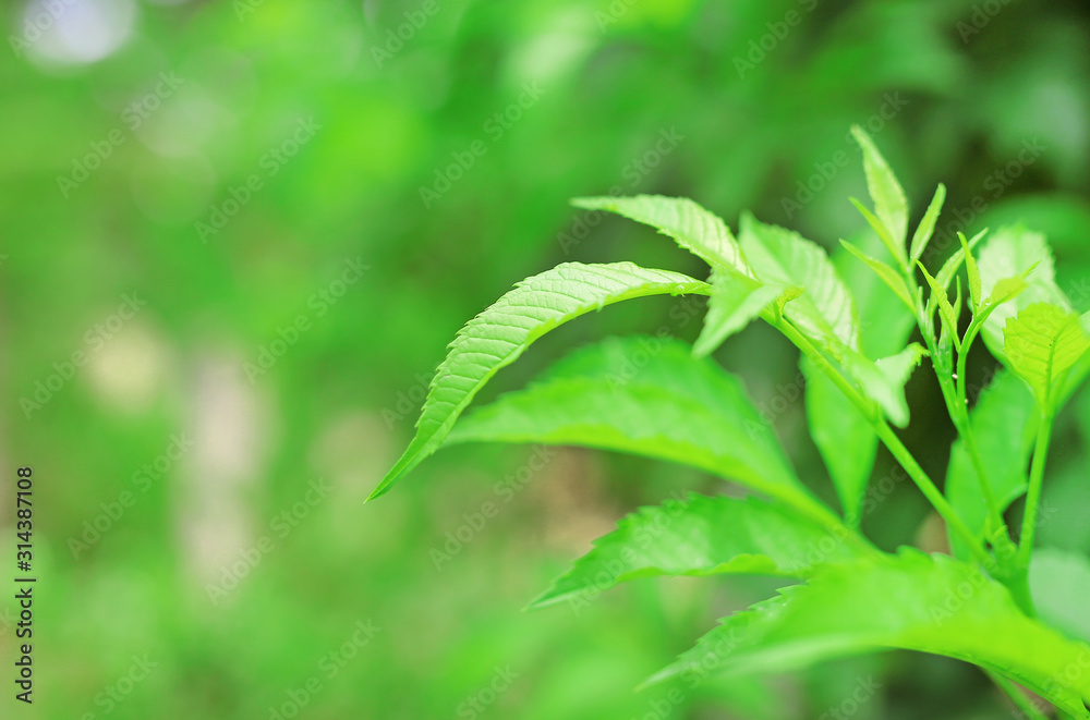 Green nature tree leaves on blurred background in the morning light. Fresh natural background. Green nature tree leaves on blurred background in the morning light. Fresh natural background.