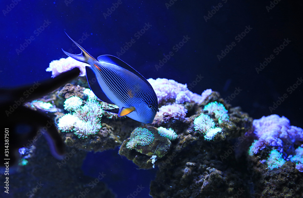 Obraz premium Sohal Tang (Acanthurus sohal) swimming in aquarium tank.