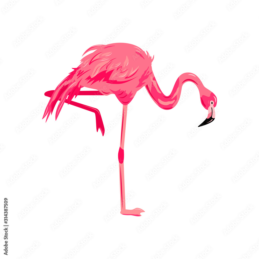 Fototapeta Pink flamingo vector illustration. Design element isolated on white background.