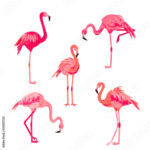 Pink flamingos set vector illustration. Design element isolated on white background.