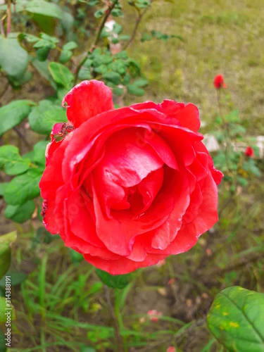 red rose in Indian garden with fresh air