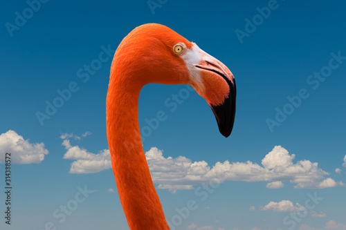 Fototapet Close up of a side profile of an orange flamingo's neck, head, and beak against