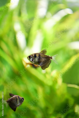 Fish. The grey Tetra fish swims in an aquarium among green live algae. Vertical macro photography.
