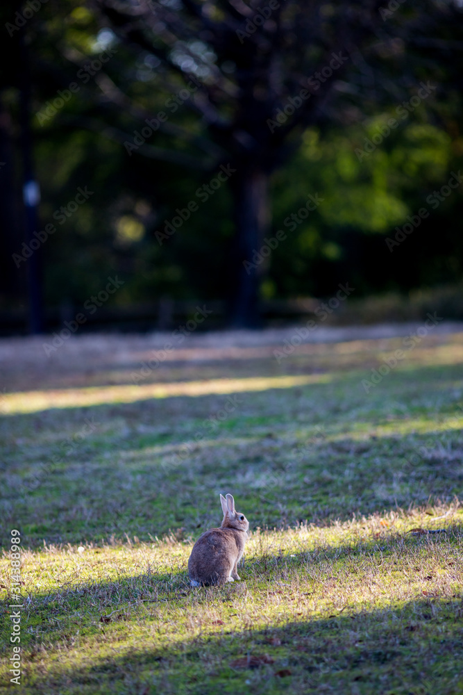 冬の公園で遊んでいるウサギ 冬の公園で遊んでいるウサギ