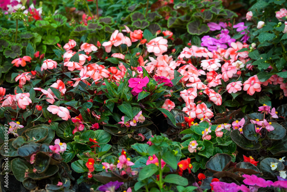 Multi color flowers in organic garden of San Lucas in Guatemala, spring in outdoor garden.