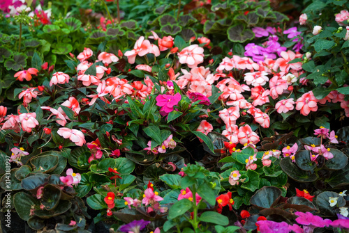 Multi color flowers in organic garden of San Lucas in Guatemala  spring in outdoor garden.