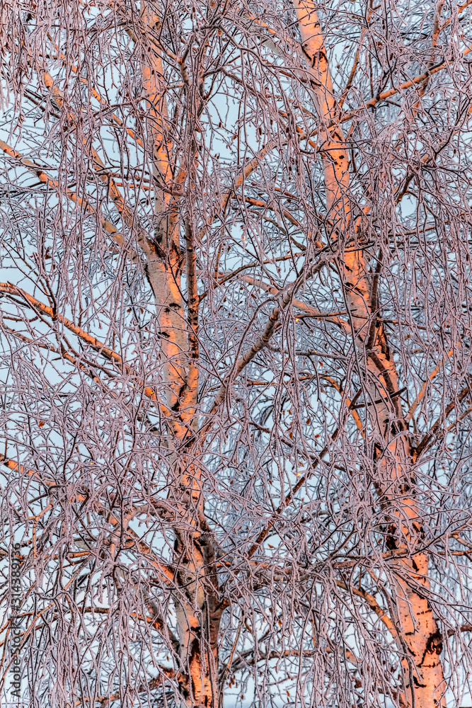 Birch trees in hoarfrost in the rays of the rising sun.