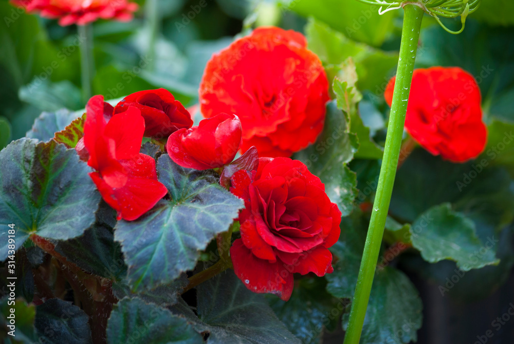 Fototapeta premium Multi color flowers in organic garden of San Lucas in Guatemala, spring in outdoor garden.