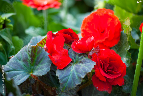 Multi color flowers in organic garden of San Lucas in Guatemala, spring in outdoor garden.