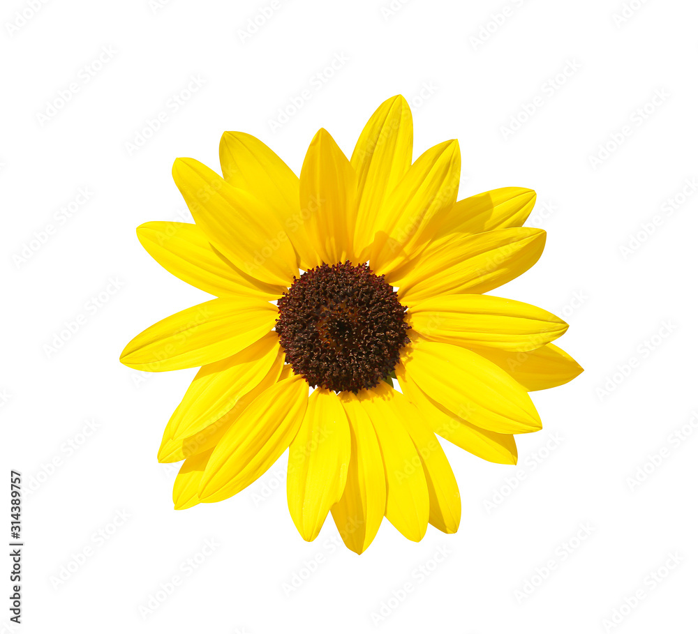 Single yellow sunflowers head isolated on white background Single yellow sunflowers head isolated on white background