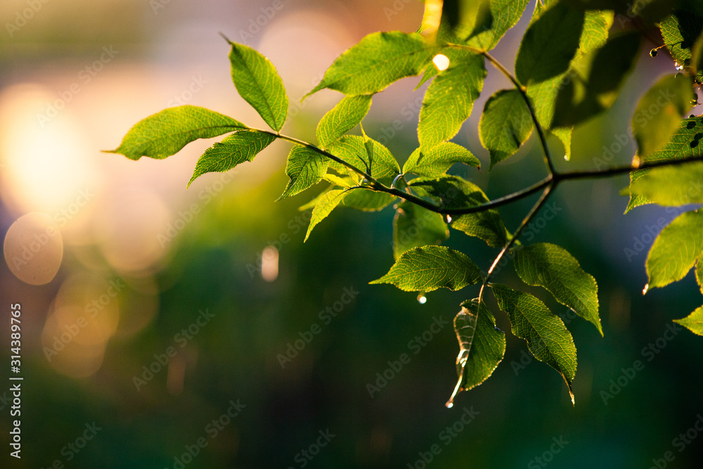 fresh green leaves in spring and bokeh background fresh green leaves in spring and bokeh background